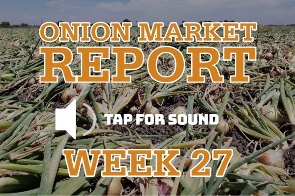 Кракен работает: полный обзор